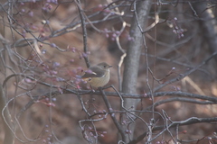 Phoenicurus auroreus