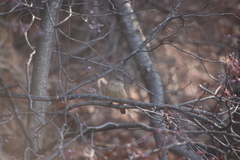 Phoenicurus auroreus