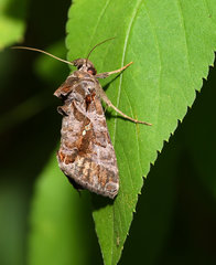 Plusiopalpa adrasta