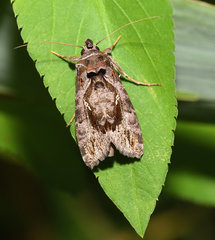 Plusiopalpa adrasta
