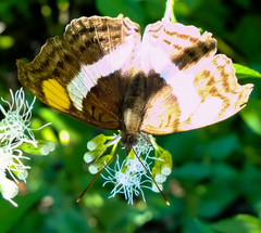 Doxocopa laure laure