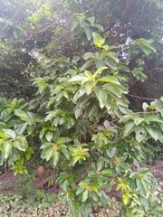 Bremeria pervillei