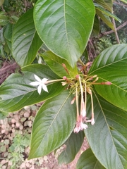 Bremeria pervillei