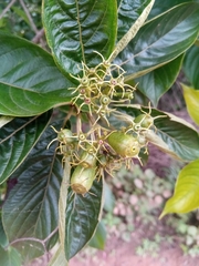 Bremeria pervillei