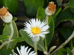 Pachystegia rufa