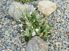 Pachystegia rufa