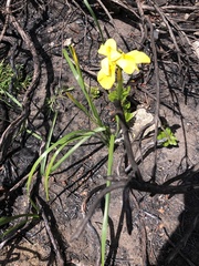 Moraea muddii
