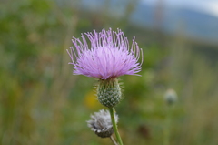 Klasea sogdiana