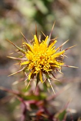 Berkheya cruciata