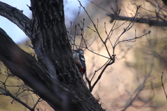 Dendrocopos leucotos