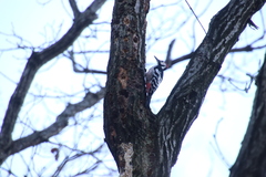 Dendrocopos leucotos