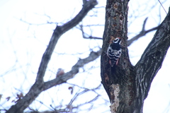 Dendrocopos leucotos