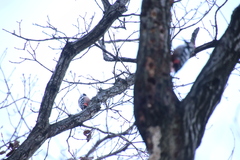 Dendrocopos leucotos