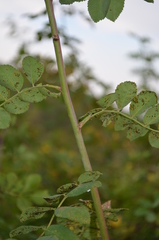 Rosa albertii