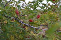 Rosa albertii