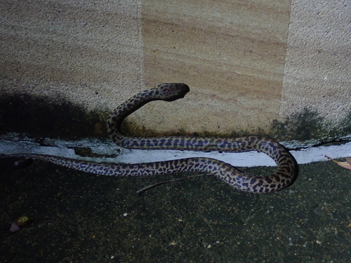 Spotted Python