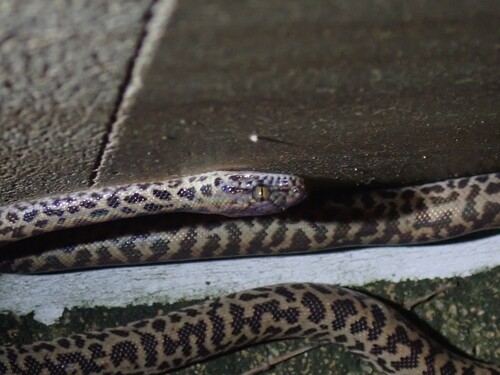 Spotted Python