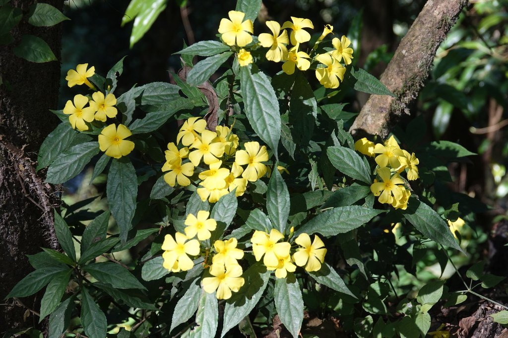 Reinwardtia cicanoba