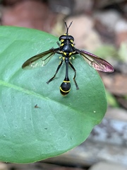Monoceromyia javana