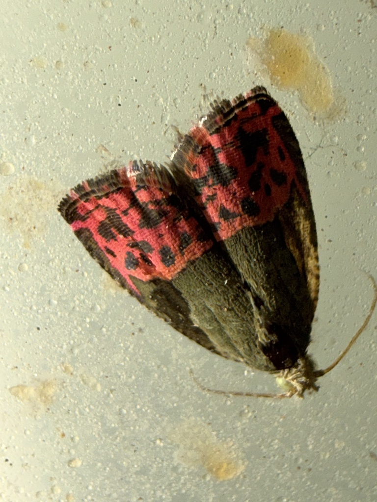 Anthozela anonidii