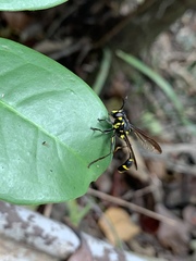 Monoceromyia javana