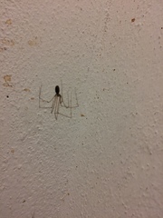 Pholcus phalangioides