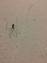 Pholcus phalangioides