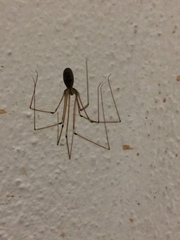 Pholcus phalangioides