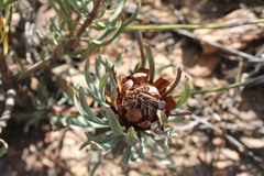 Protea canaliculata