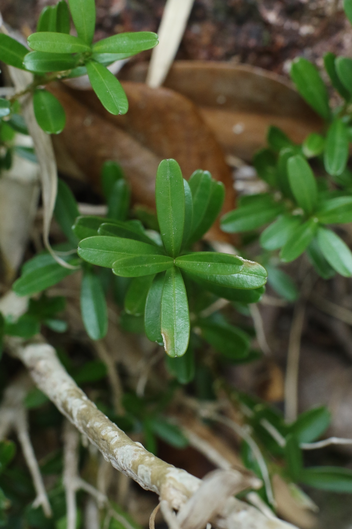Buxus bodinieri