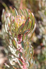 Protea canaliculata