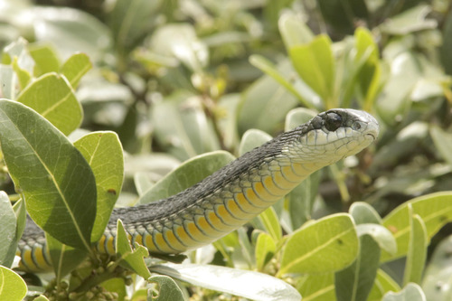 Boomslang