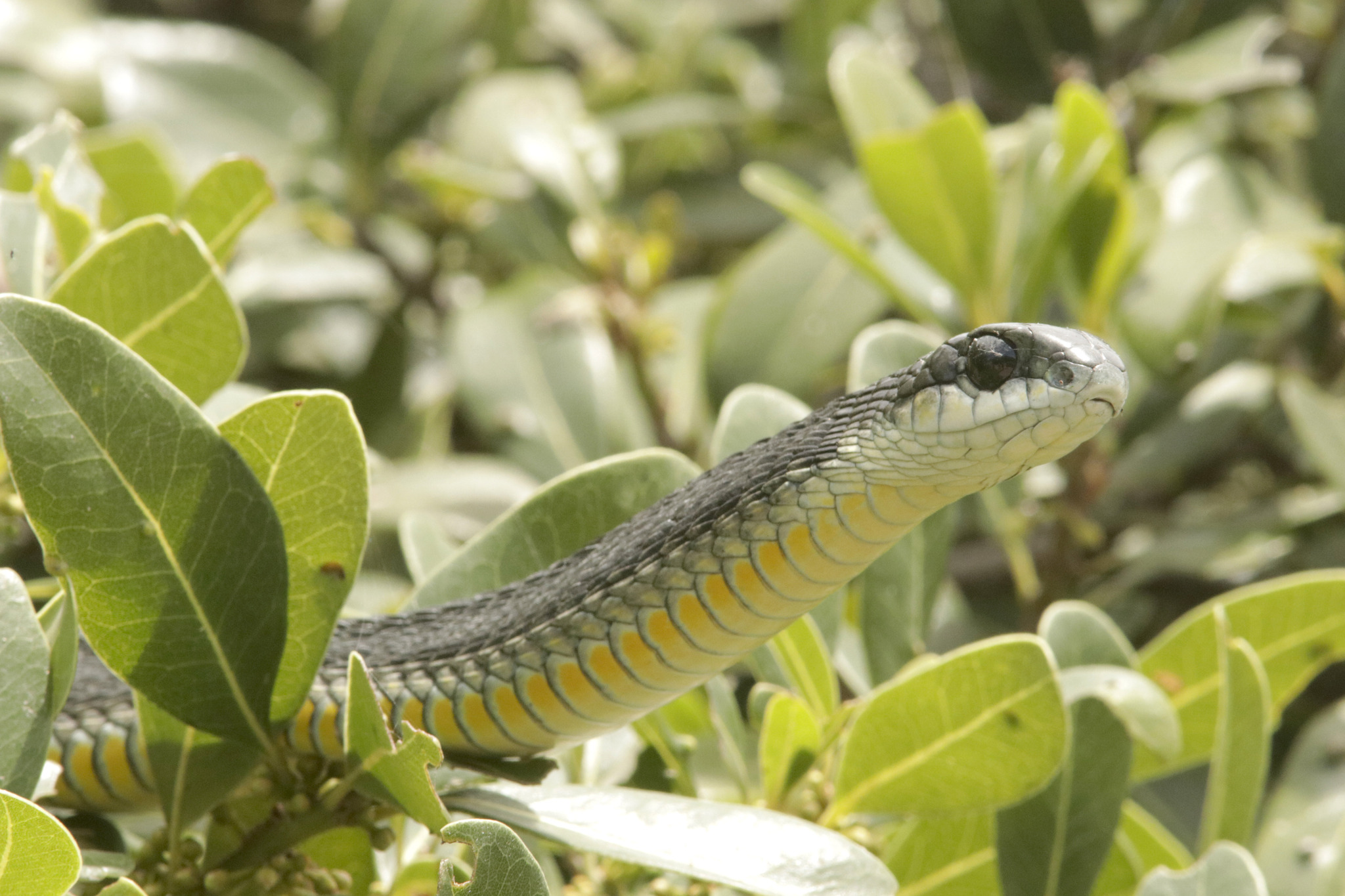 Dispholidus pembae