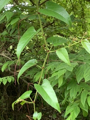 Cissus hastata