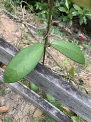 Hoya diversifolia