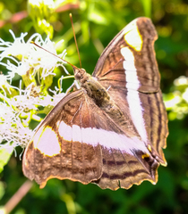 Doxocopa laure laure