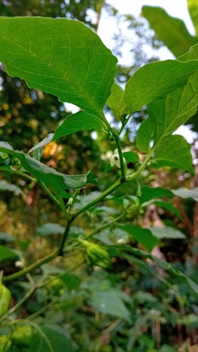 Tabasco pepper