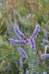 Mentha longifolia asiatica