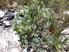 Banksia oreophila