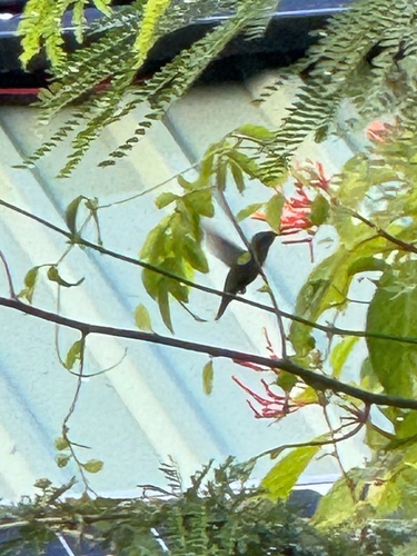 Green-throated Carib (Eulampis holosericeus), photo 4