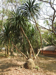 Dracaena cochinchinensis