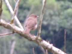 Turdus ignobilis debilis