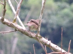 Turdus ignobilis debilis