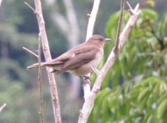 Turdus ignobilis debilis