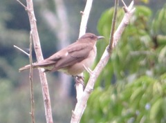 Turdus ignobilis debilis