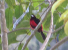 Ramphocelus melanogaster