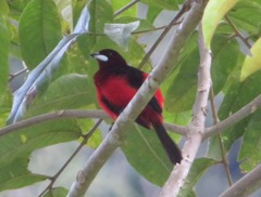 Ramphocelus melanogaster