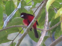 Ramphocelus melanogaster