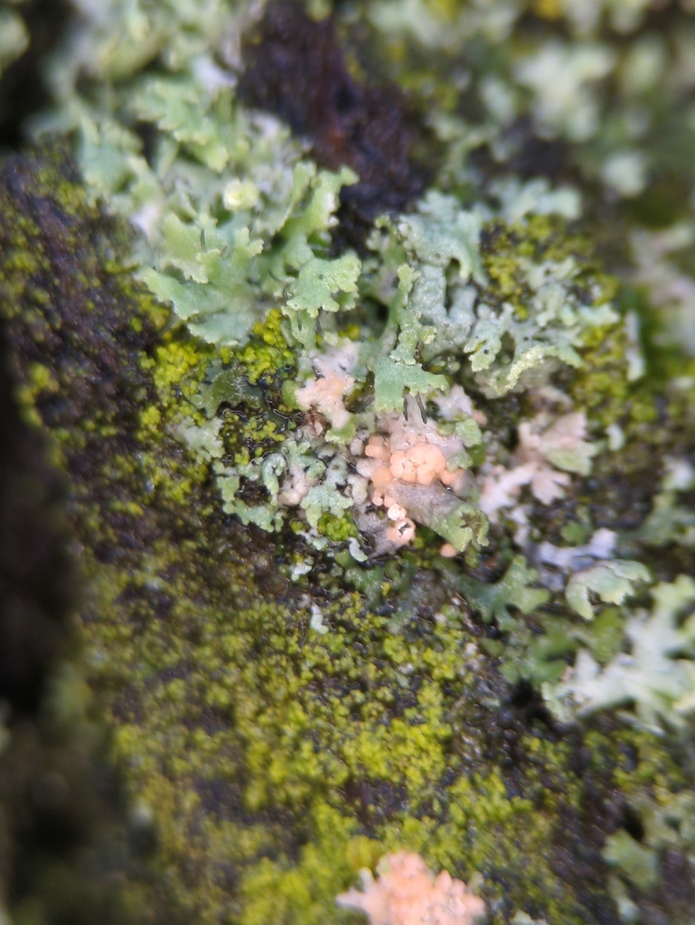 Erythricium aurantiacum · January 2026 · photo: © alexis_orion (iNaturalist, cc-by)