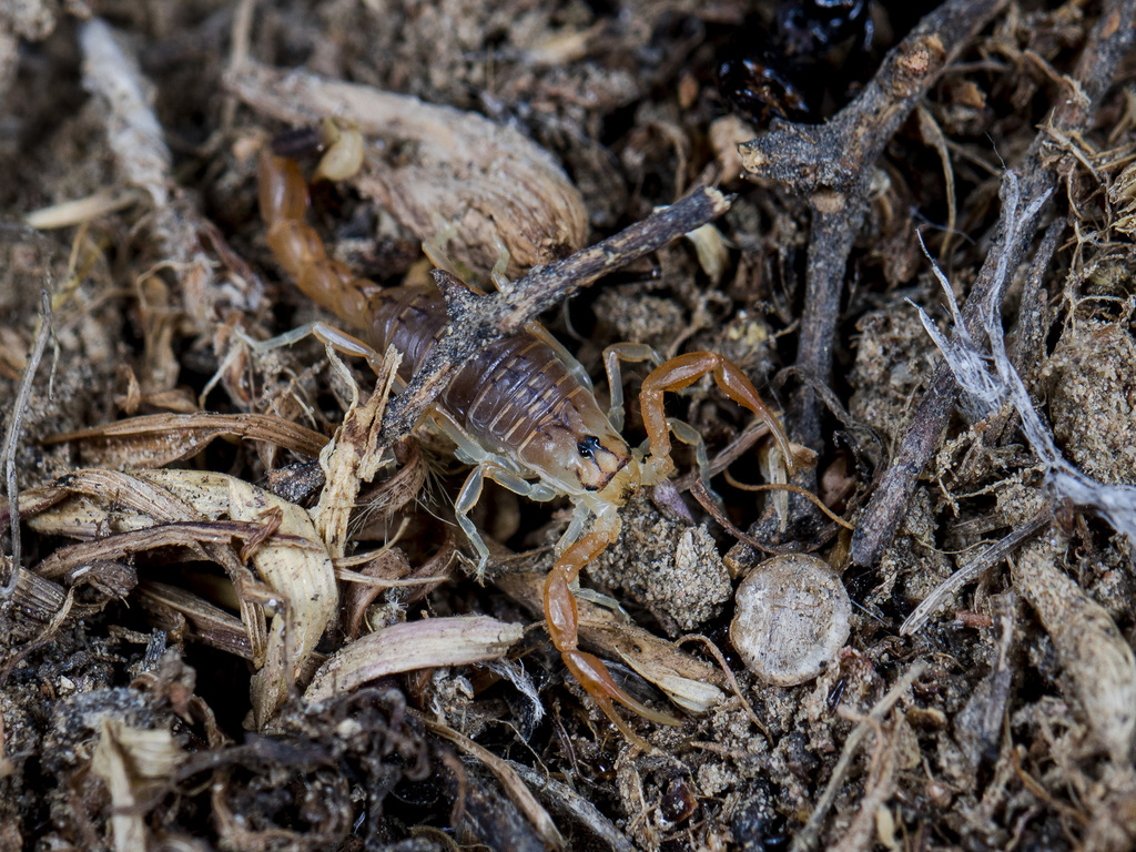 Mesobuthus thersites